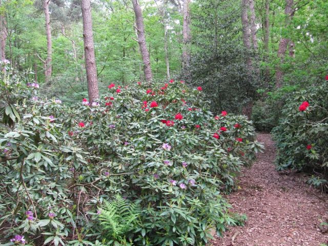 Het Parkbos