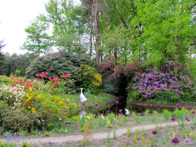 De nieuwe grassentuin met daarachter de oude azalea's en rododendrons